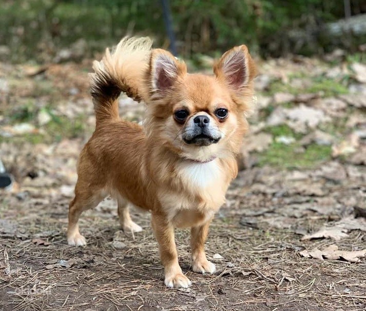 Myytävänä Pentu Chihuahua (valokuva #7)