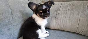 Chihuahua pikakarvaline isane kutsikas bron (1 foto / 8)