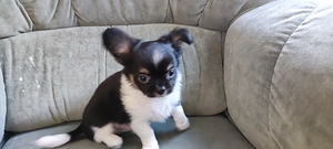 Chihuahua pikakarvaline isane kutsikas bron (4 foto / 8)