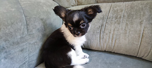 Chihuahua pikakarvaline isane kutsikas bron (7 foto / 8)