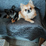 Chihuahua isane kutsikas Leo Bron. Ema ja isa foto (foto #5)