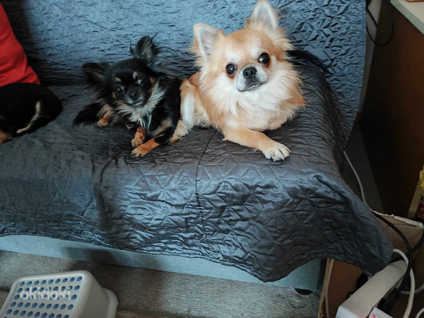 Chihuahua isane kutsikas Leo Bron. Ema ja isa foto (foto #5)