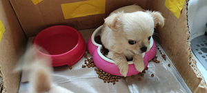 Emane Chihuahua kutsikas Eesti päritolu (1 foto / 7)