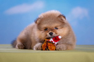 Pomeranian spic (2 foto / 5)