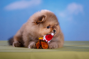 Pomeranian spic (3 foto / 5)