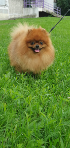 Pomeranian spic (4 foto / 5)