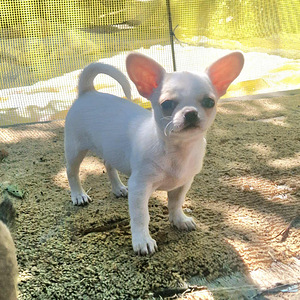 Chihuahua tüdrukud (1 foto / 3)