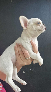 Chihuahua tüdrukud (3 foto / 3)