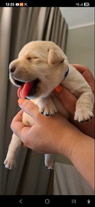 Labrador-retriiveri kutsikad (1 foto / 4)