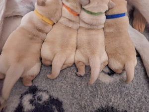 Labrador-retriiveri kutsikad (4 foto / 4)
