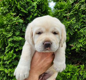 Labradori retriiver (3 foto / 10)
