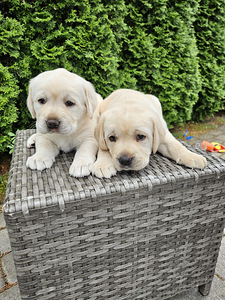 Labradori retriiver (5 foto / 10)