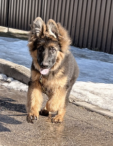 Vācu garspalvainie aitu kucēni (1 foto no 9)