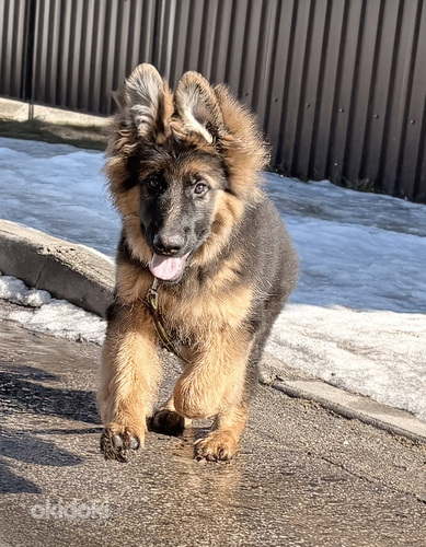 Vācu garspalvainie aitu kucēni