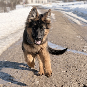 Vācu garspalvainie aitu kucēni (2 foto no 9)