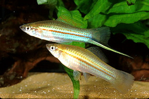 Danio, mõõksaba, krevetid, õunatigu, scalaria (4 foto / 10)