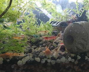 Danio, mõõksaba, krevetid, õunatigu, scalaria (6 foto / 10)