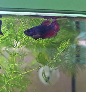 Рыбка петушок, самки, betta splendens (2 фото из 9)