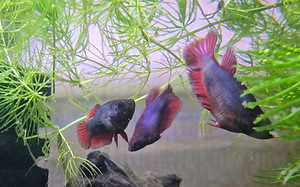 Рыбка петушок, самки, betta splendens (7 фото из 9)
