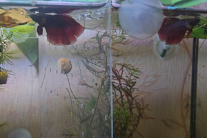 Рыбка петушок, самки, betta splendens (9 фото из 9)