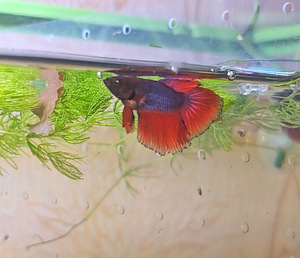 Рыбка петушок, самки, betta splendens (8 фото из 9)