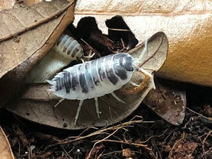 Isopoodid/puugid Dairy Cow Porcellio Laevis (1 foto / 5)