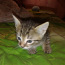 2 emast kassipoega halli, triibulised ,lõbusad (foto #2)