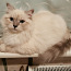Невский маскарадный котёнок (фото #1)