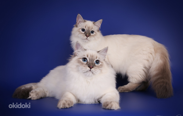 Невские маскарадные