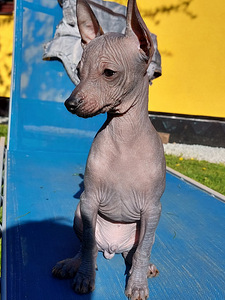 Xoloitzcuintli miniatura (6 valokuva sivusta 7)