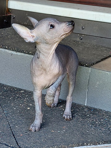 Xoloitzcuintli miniatura (3 valokuva sivusta 7)
