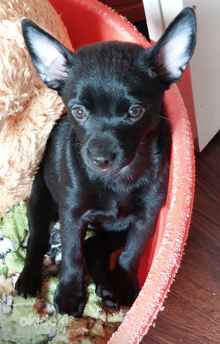Mehhiko karvutu koer väike ( Xoloitzcuintle miniature ) (foto #4)