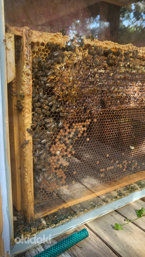 Стеклянные улья с пчёлами для дома. (фото #4)