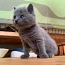 Котята Sartrez Chartreux (фото #2)