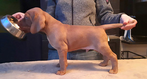 Ungari linnukoera ehk Vizsla kutsikad (3 foto / 4)