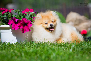 Pomeranian spitz (3 foto no 3)