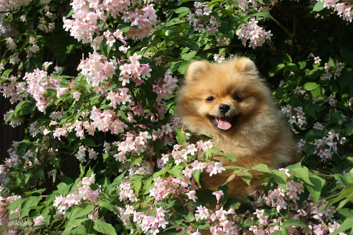 Pomeranian spitz (foto #2)