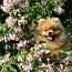 Pomeranian spitz (foto #2)