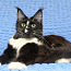Aretatud Maine Coon kass (foto #3)