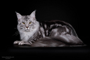 Kasvatatud Maine Coon kassid (1 foto / 8)
