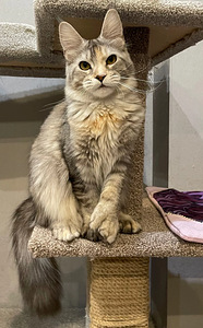 Kasvatatud Maine Coon kassid (5 foto / 8)