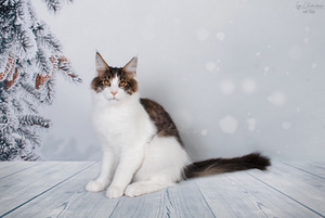 Maine Coon kass (2 foto / 3)