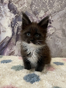 Maine coon kassipojad (3 foto / 10)