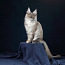Котята породы Мейн кун (фото #2)