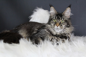 Kasvatatud Maine Coon kassid (1 foto / 4)