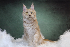 Kasvatatud Maine Coon kassid (4 foto / 4)