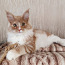 Котята породы мейн кун (фото #3)