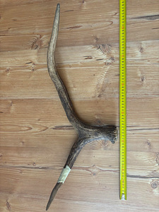 Sarv nr 7