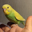Продаю волнистого попугая (ручная) (фото #1)