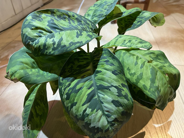 Homalomena Wallis